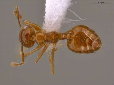 Sivun <i>Crematogaster raptor</i> Longino kuva