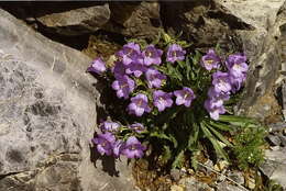 Image of Campanula speciosa Pourr.