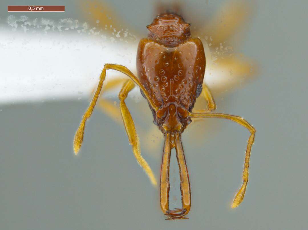 Image of Acanthognathus