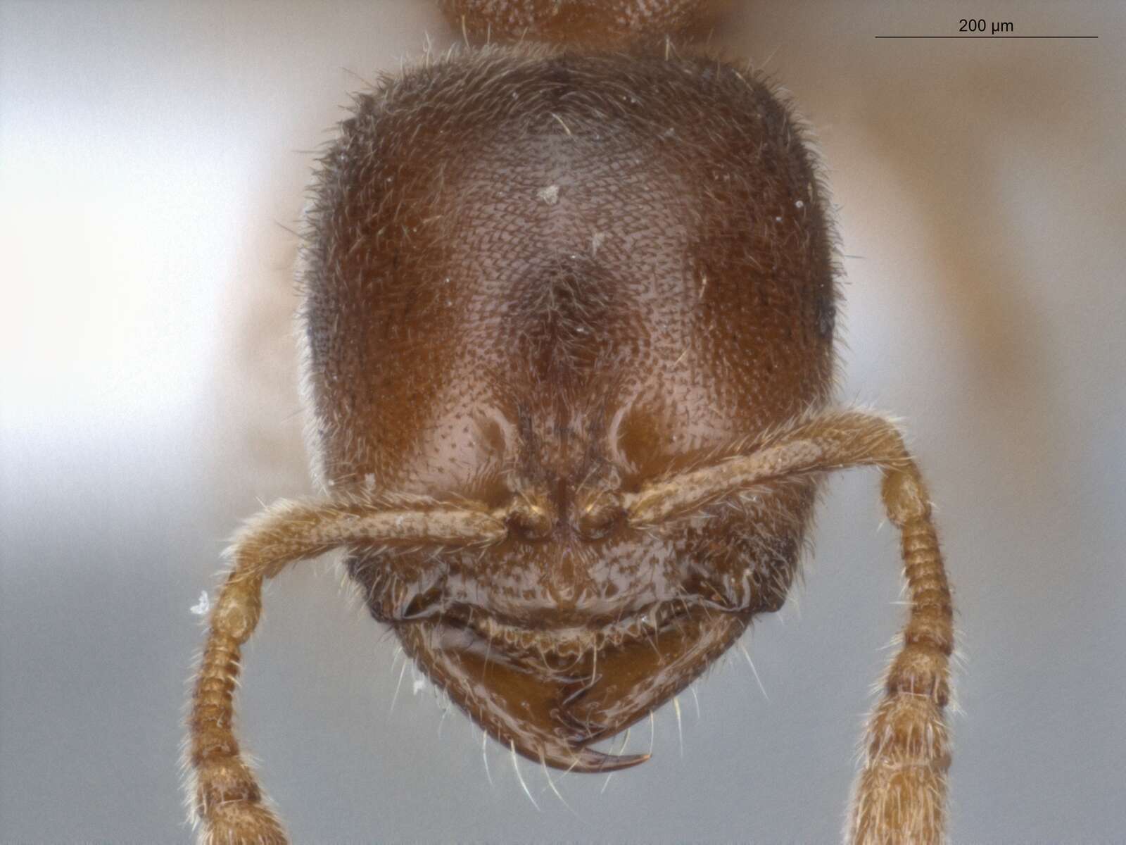 Image of Prionopelta dubia