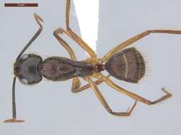 Image of Florida Carpenter Ant