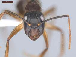 Image of Florida Carpenter Ant