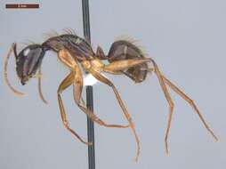 Image of Florida Carpenter Ant