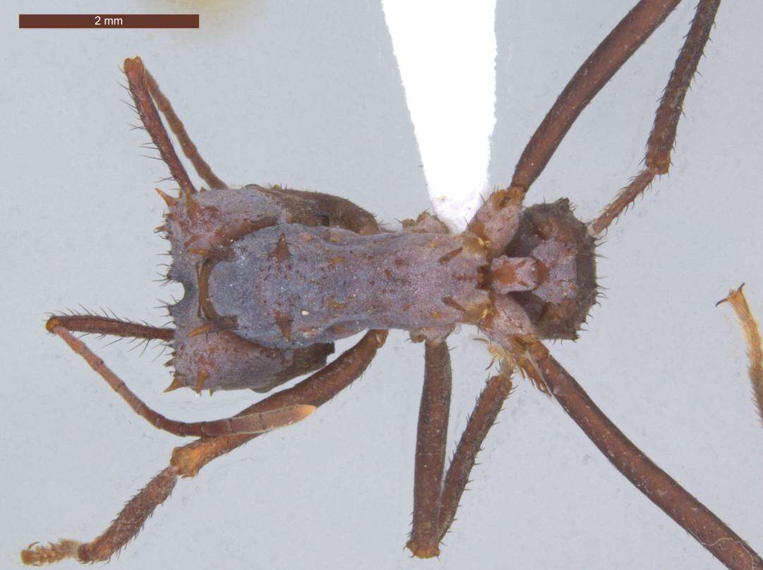 Image of Acromyrmex hystrix (Latreille 1802)