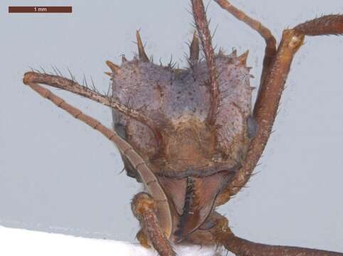 Image of Acromyrmex hystrix (Latreille 1802)