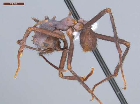 Image of Acromyrmex hystrix (Latreille 1802)