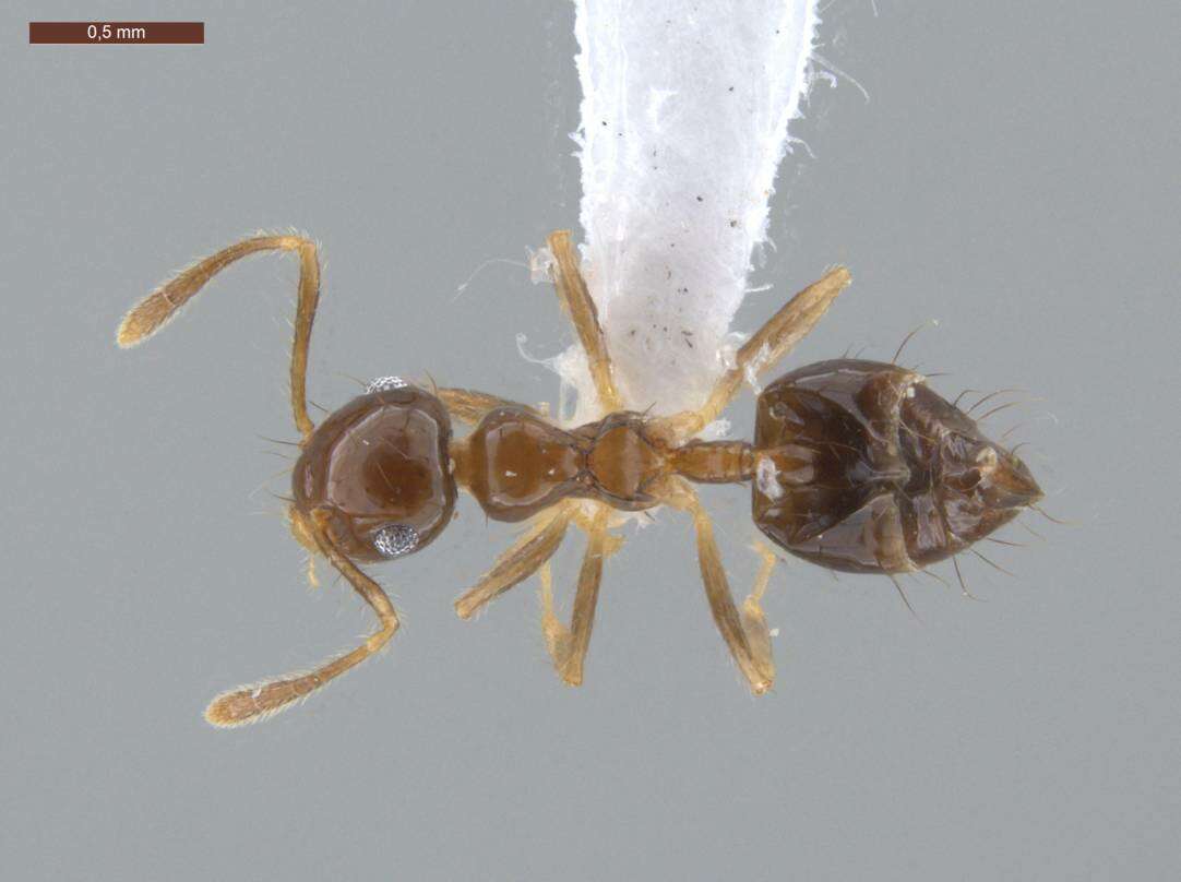 Image of Crematogaster sotobosque