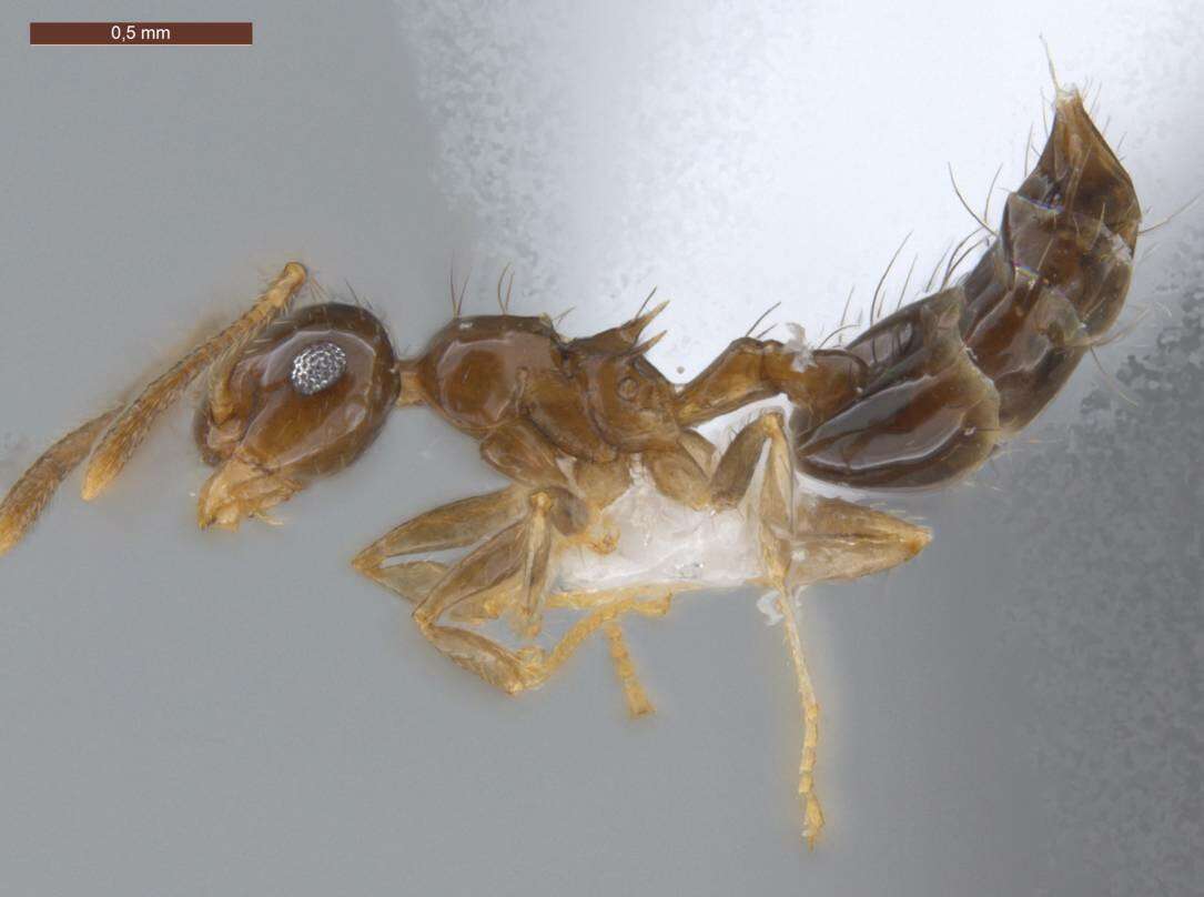 Image of Crematogaster sotobosque