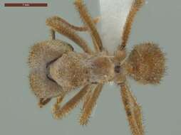 Image of Sericomyrmex bondari Borgmeier 1937