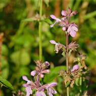 Слика од Stachys floridana Shuttlew. ex Benth.