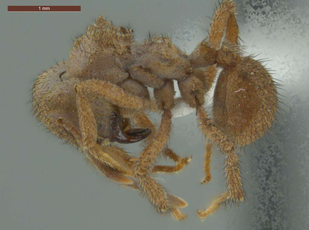 Image of Sericomyrmex bondari Borgmeier 1937