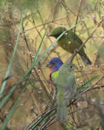 Image of Painted Bunting