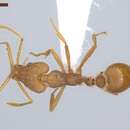 Image of Strumigenys trinidadensis Wheeler 1922