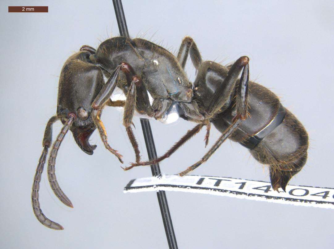 Image of Panther Ants