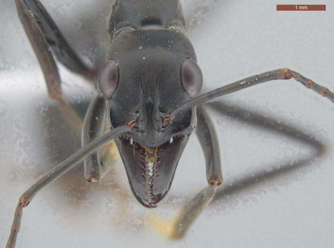 Image of Neoponera verenae