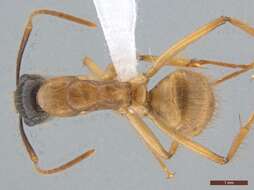 Image of Florida Carpenter Ant