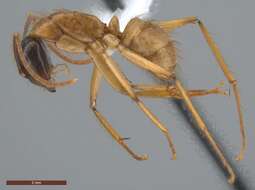 Image of Florida Carpenter Ant