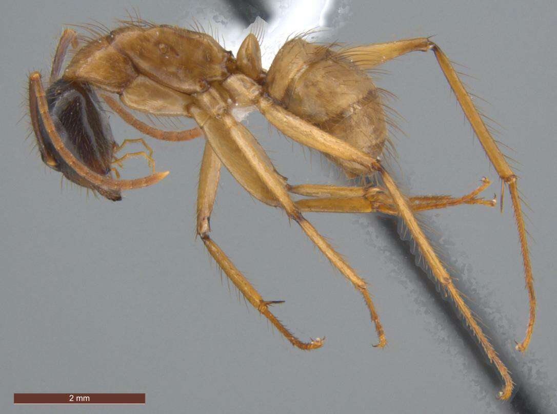 Image of Florida Carpenter Ant