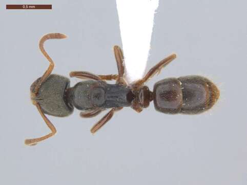 Image of Pseudoponera stigma