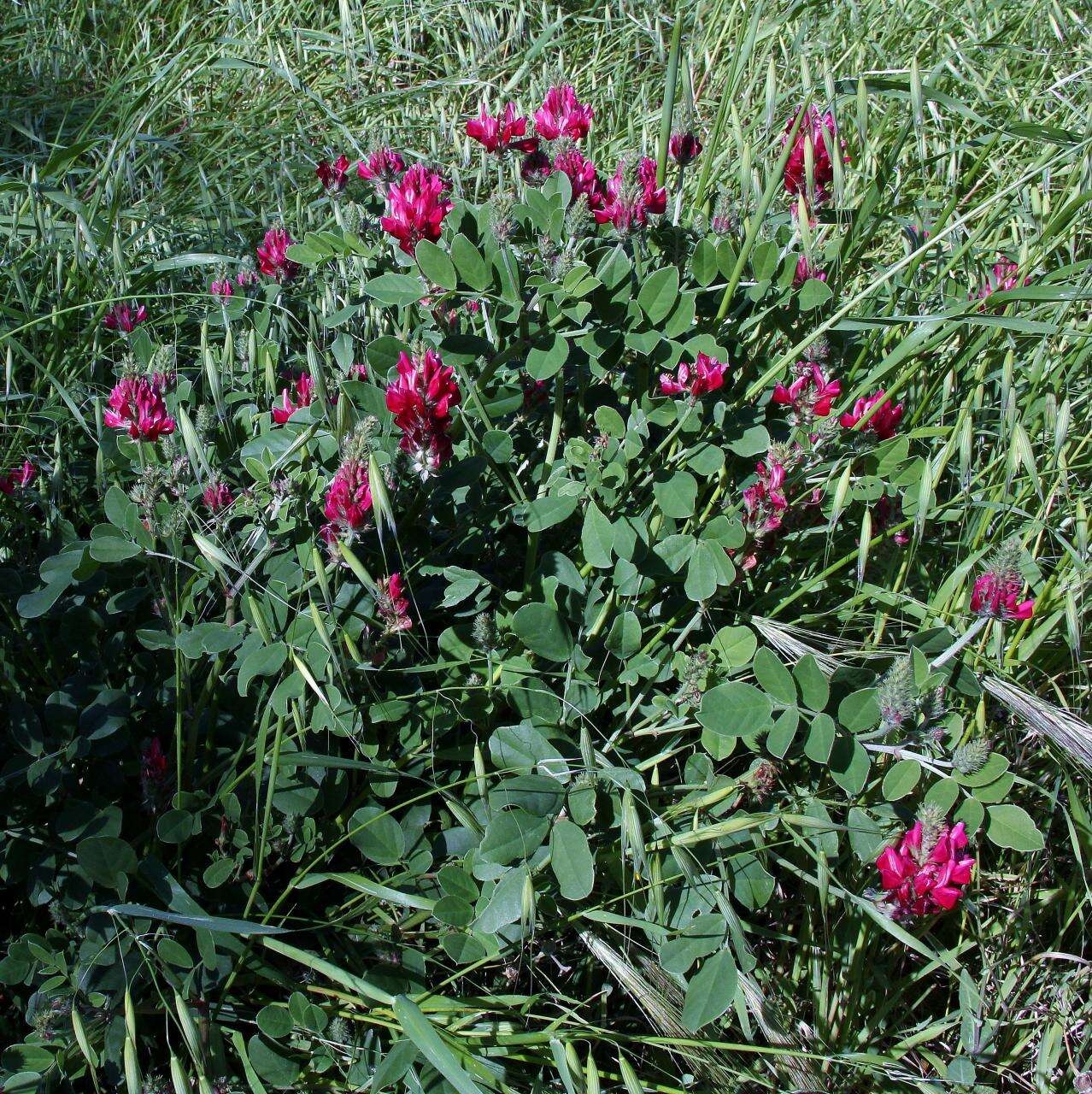 Plancia ëd Hedysarum coronarium L.