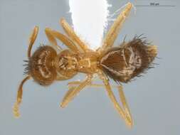 Image of Brachymyrmex cavernicola Wheeler 1938