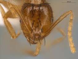 Image of Brachymyrmex cavernicola Wheeler 1938