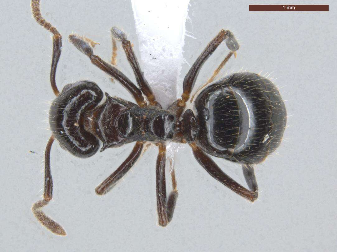 Image of Dolichoderus gagates Emery 1890