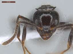 Image of Dolichoderus gagates Emery 1890