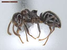 Image of Dolichoderus gagates Emery 1890