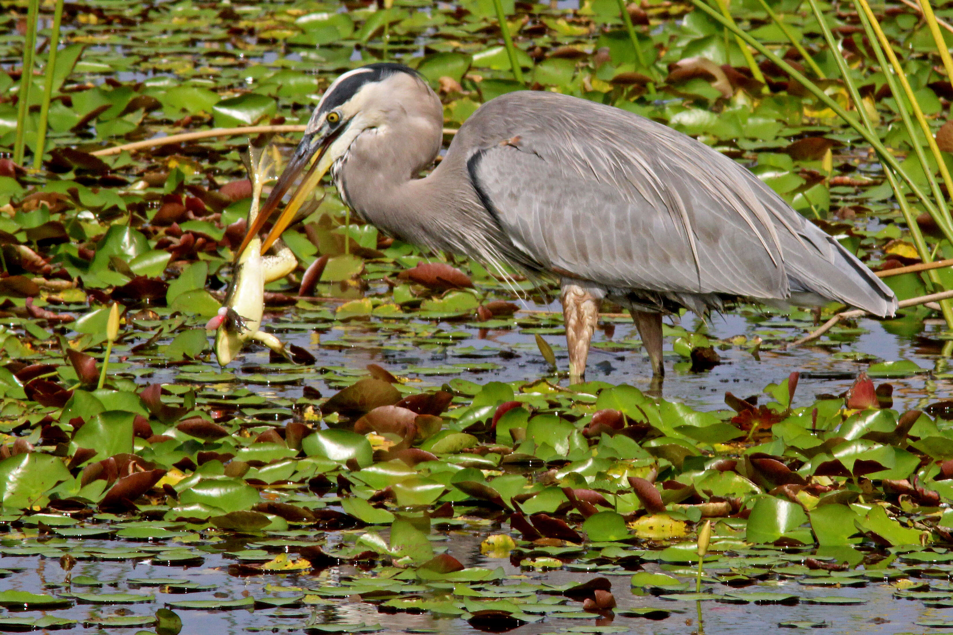 Image of Great Blue Heron