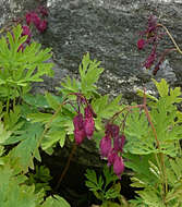 Image of Pacific bleeding heart