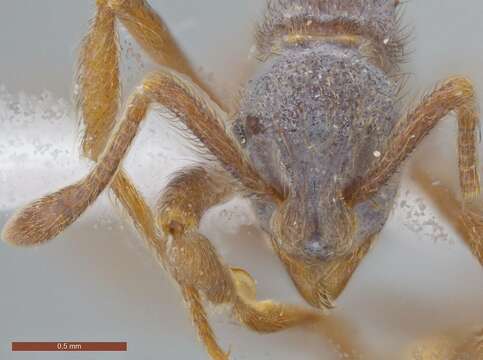 Image of Apterostigma pilosum Mayr 1865