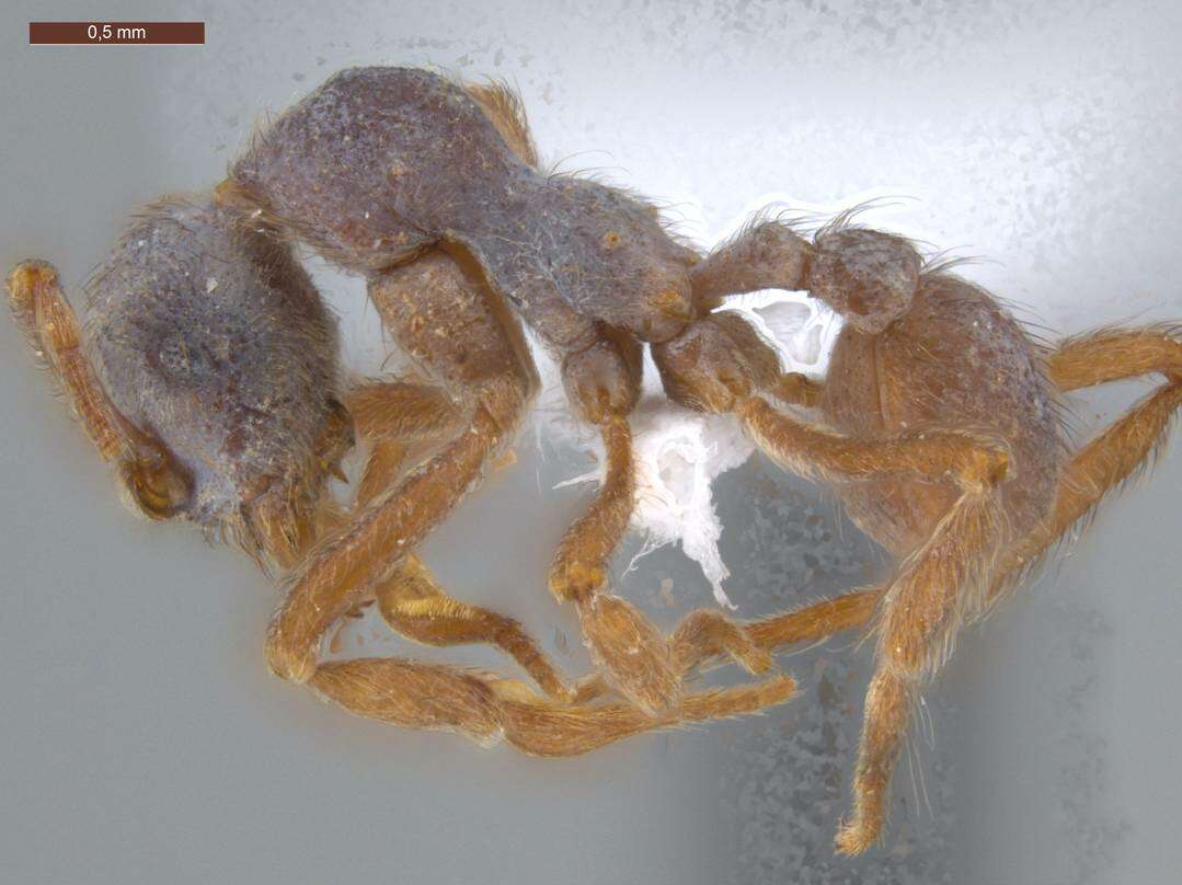 Image of Apterostigma pilosum Mayr 1865