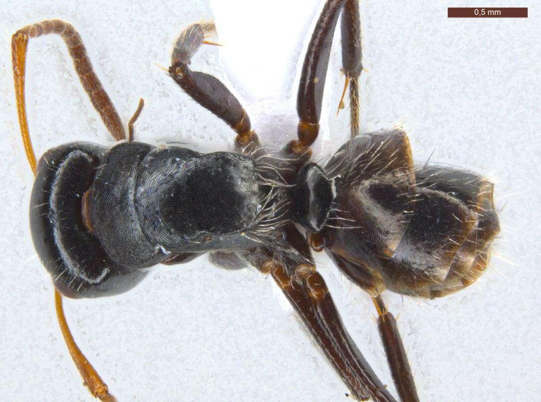 Image of Camponotus excisus Mayr 1870