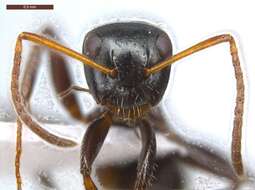 Image of Camponotus excisus Mayr 1870