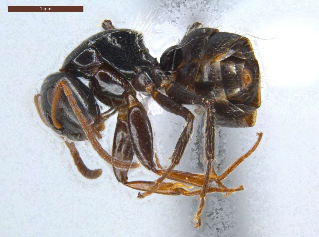 Image of Camponotus excisus Mayr 1870