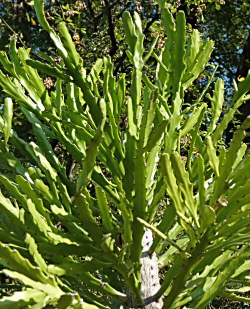 Euphorbia ramipressa Croizat resmi