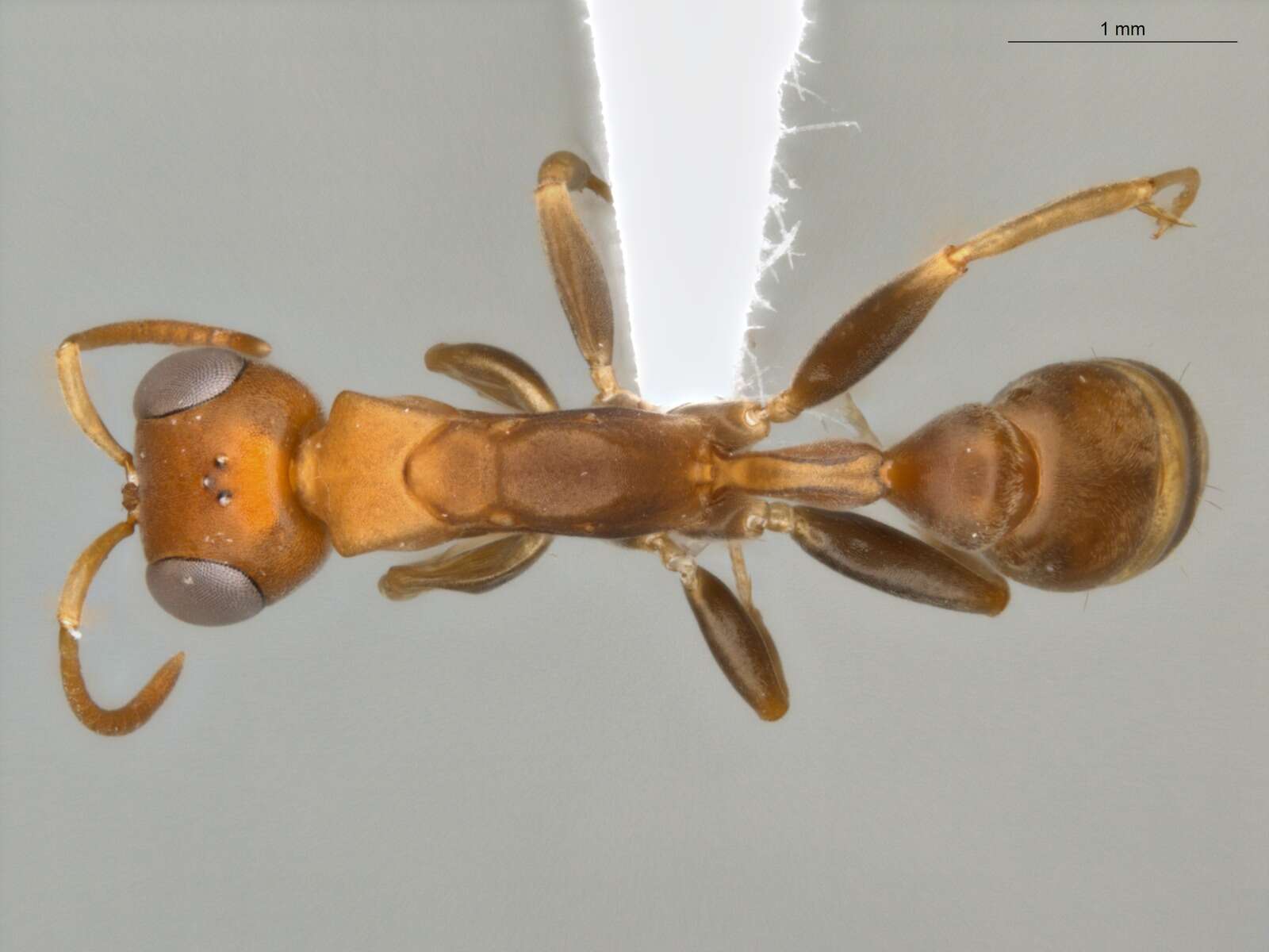 صورة Pseudomyrmex tenuis (Fabricius 1804)