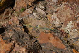 Image of perennial rockcress