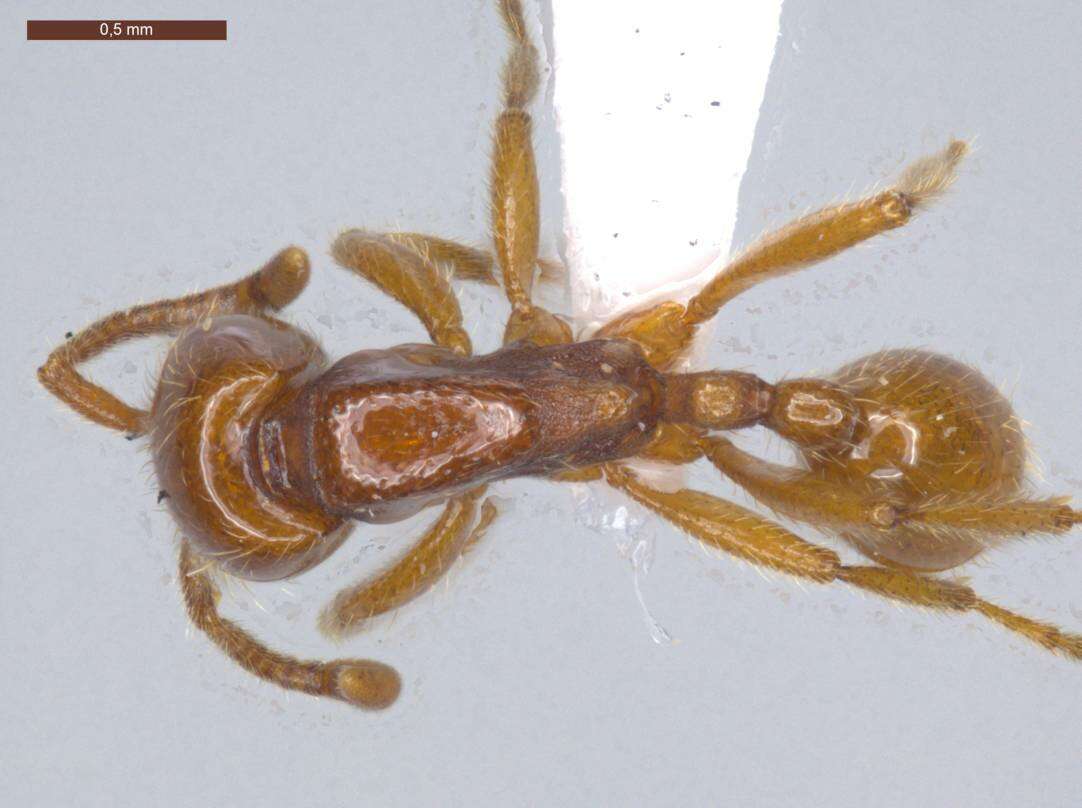 Image of Neivamyrmex carettei (Forel 1913)