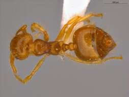 Слика од Crematogaster laevis Mayr 1878