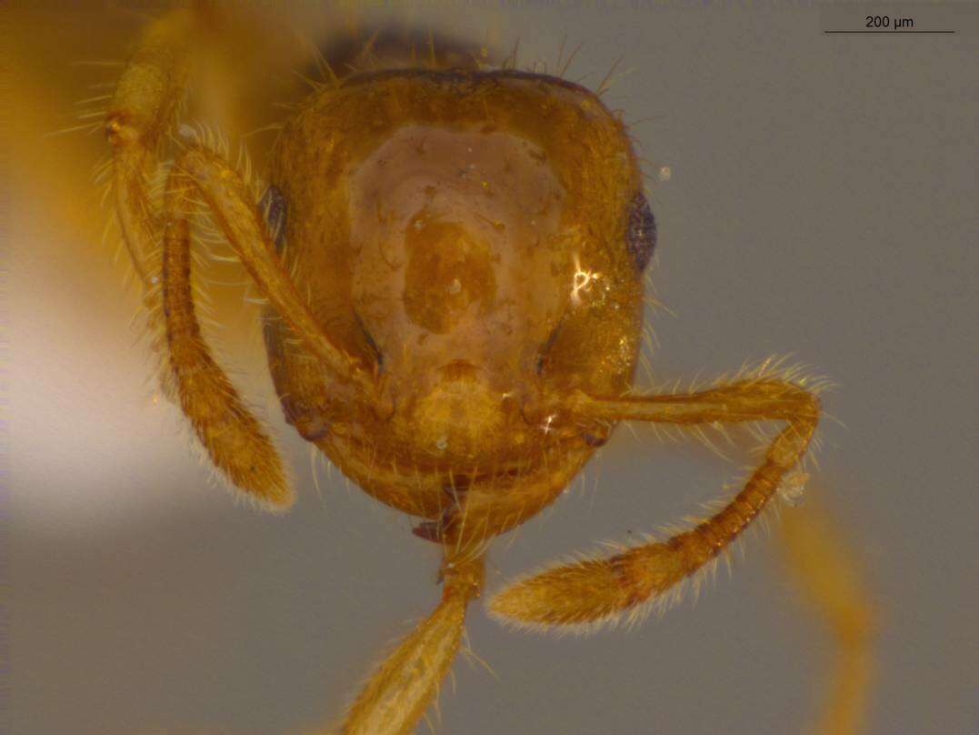 Слика од Crematogaster laevis Mayr 1878