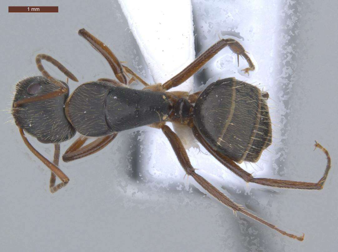 Plancia ëd Camponotus fastigatus Roger 1863