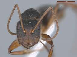 Image de Camponotus fastigatus Roger 1863