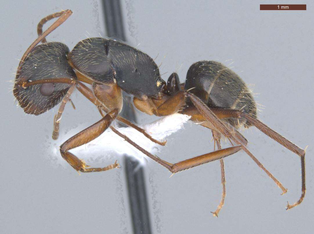 Image de Camponotus fastigatus Roger 1863