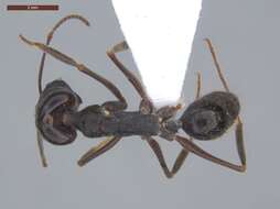 Imagem de Odontomachus biumbonatus Brown 1976