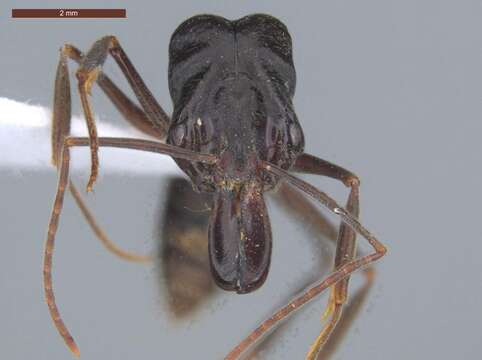 Imagem de Odontomachus biumbonatus Brown 1976