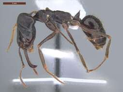 Imagem de Odontomachus biumbonatus Brown 1976