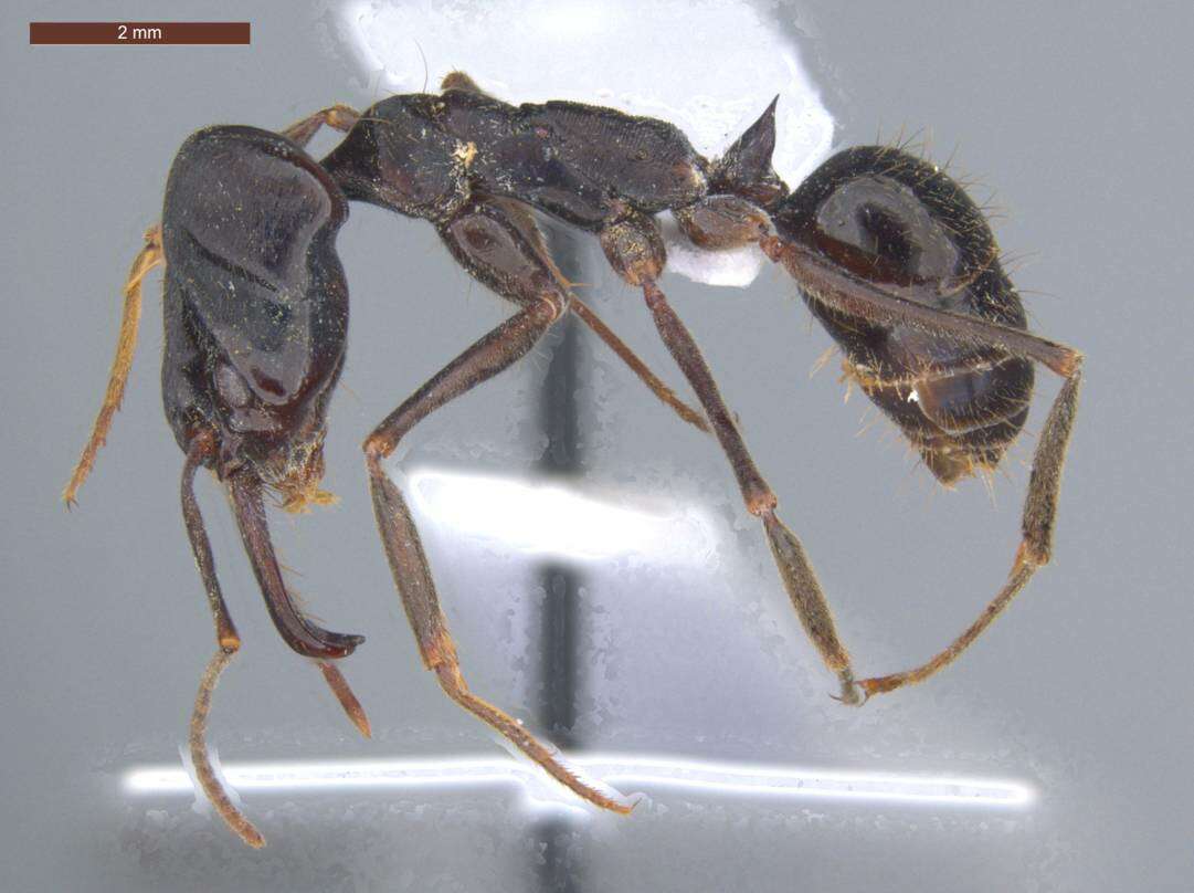 Imagem de Odontomachus biumbonatus Brown 1976