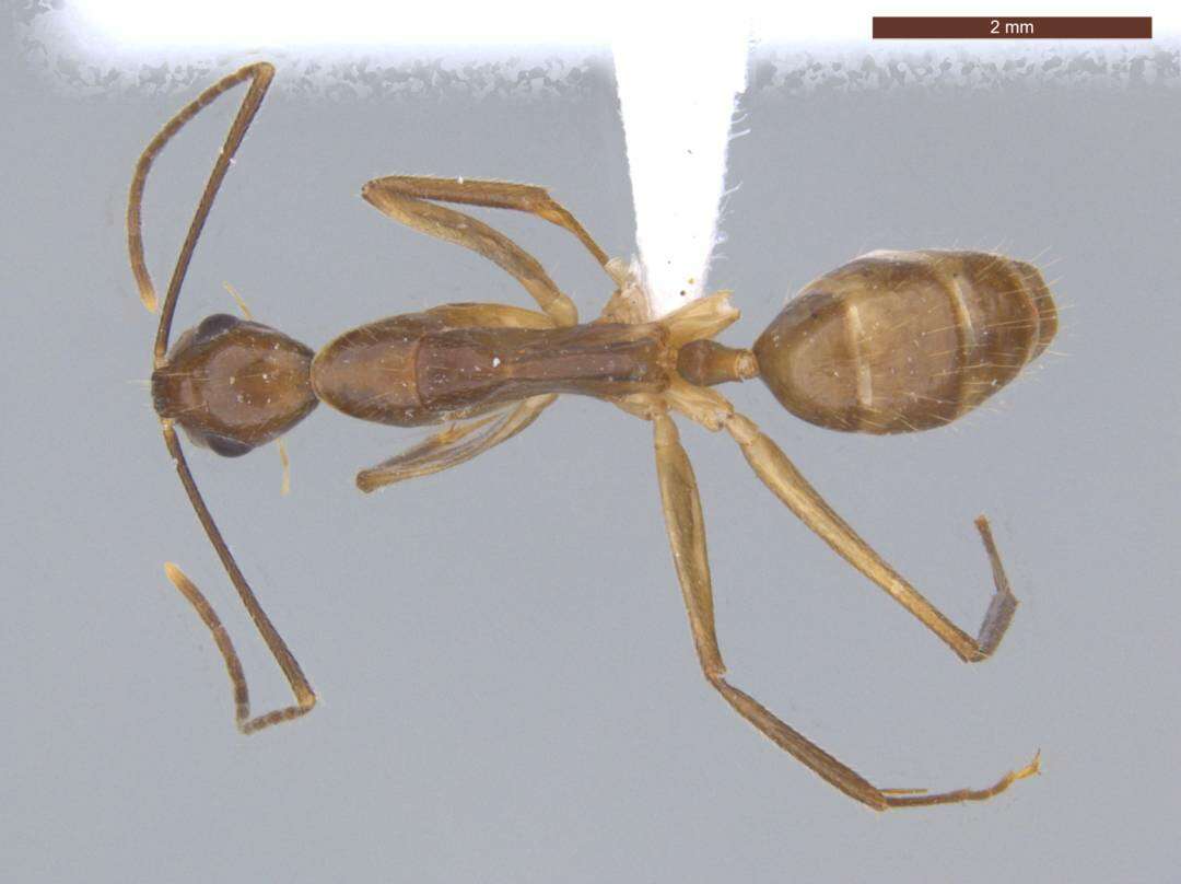 Imagem de Camponotus ager (Smith 1858)